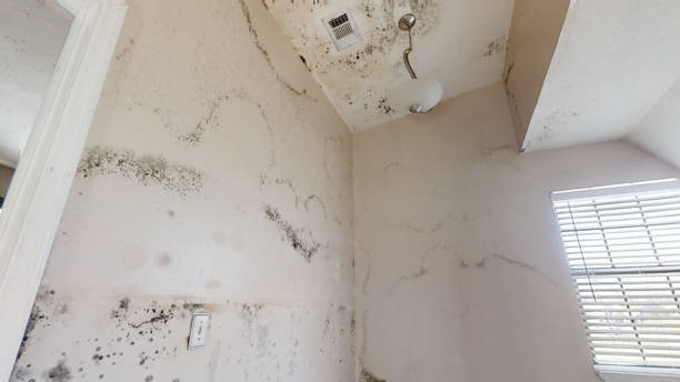 Best Residential Mold Inspection & Testing  in Shepherd, TX