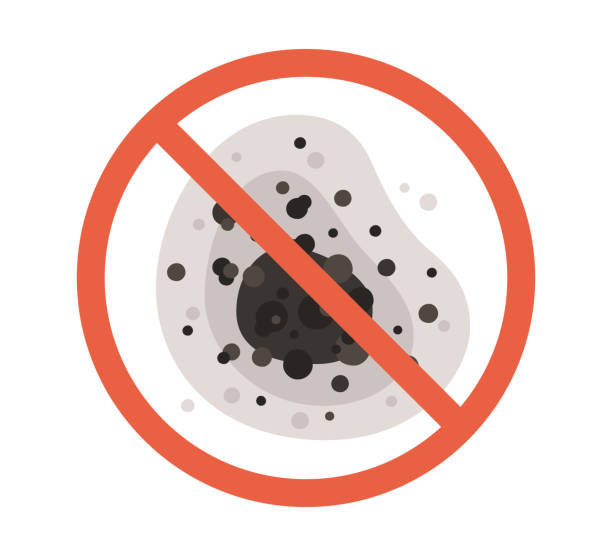 Best Basement Mold Removal  in Shepherd, TX