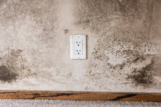 Best Dehumidification Services  in Shepherd, TX