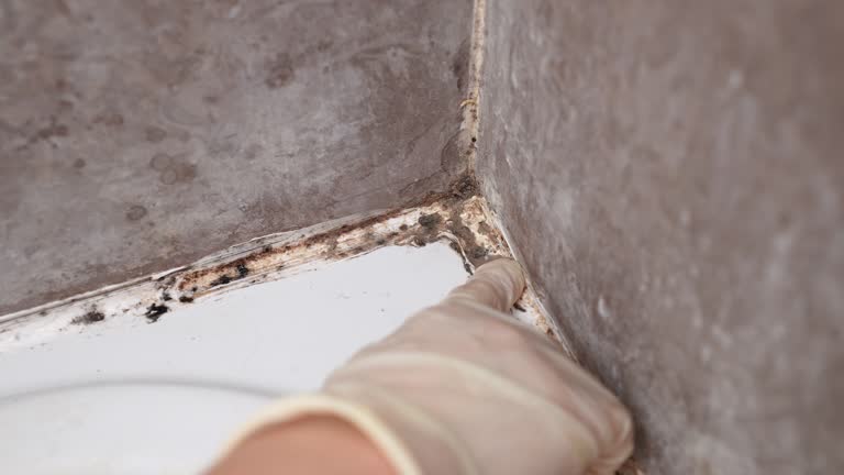 Best Mold Remediation for Healthcare Facilities  in Shepherd, TX