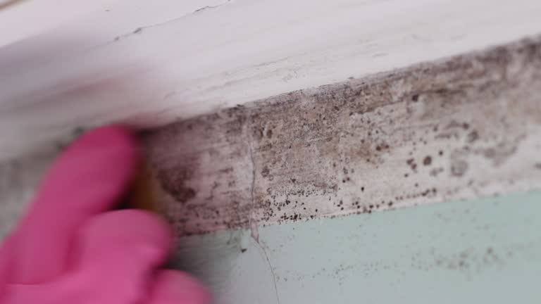 Best Mold Removal for HVAC Installations  in Shepherd, TX